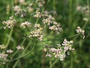 Produse care elimină toxinele din organism