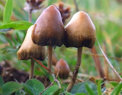 Psilocybe Mexicana интересни факти за гъби