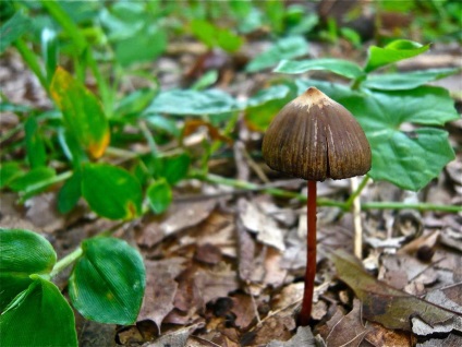 Psilocybe Mexicana интересни факти за гъби