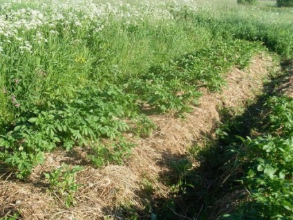 Cinci mituri despre agricultura ecologică