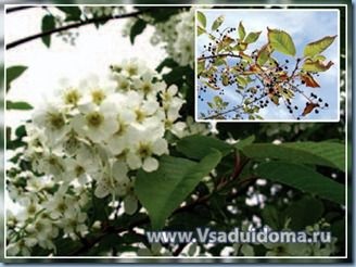 O plantă de cireș de păsări (fotografie) - proprietăți medicinale și utile, aplicarea fructelor, un loc despre o grădină, o reședință de vară și