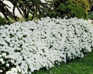 Plante târâtoare pe teren fotografie și nume