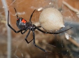 Reproducerea păianjenilor, văduvă neagră