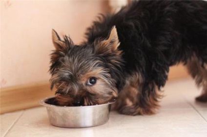 Recept hasznos gabonafélék Yorkshire terrier