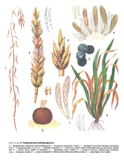 Genul fusarium (fusarium) este