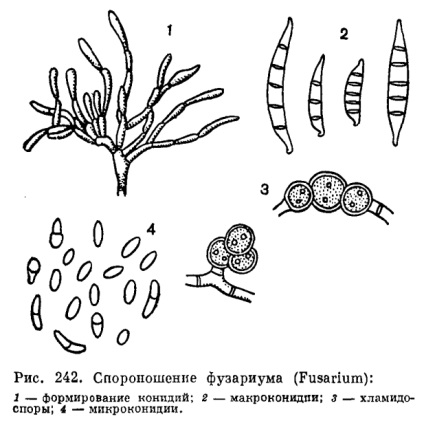 Genul fusarium (fusarium) este