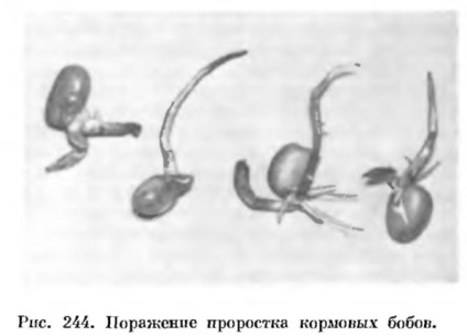 Genul fusarium (fusarium) este