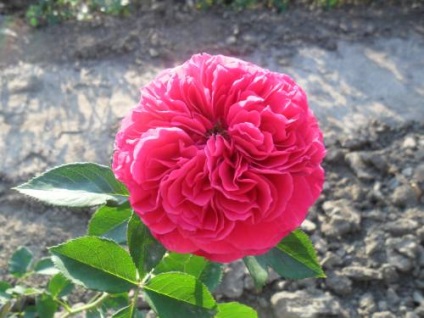 Rózsabokor ültetés és gondozás, fotóminőségű