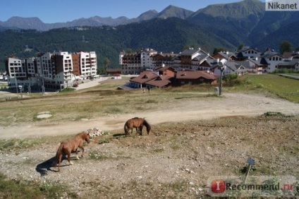 Ferma de trandafiri, satul olimpic, Sochi - 