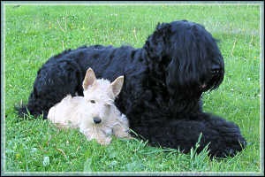 Terrierul negru rusesc