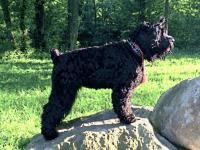 Fotografie rusă de terrier negru, descriere a rasei, îngrijire