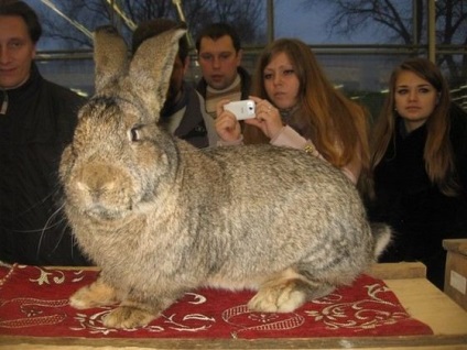 Cele mai mari iepuri din lume, fapte interesante
