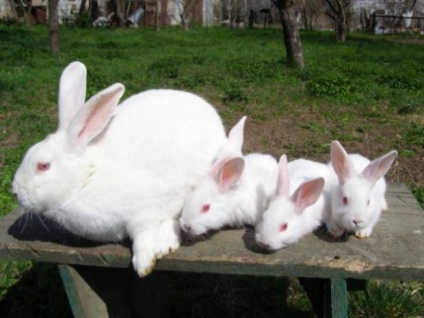 Cea mai mare rasă de iepuri - gigant alb, gri și belgian