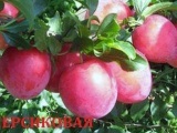 Răsaduri de prune - gradinar de pomi fructiferi 64 - răsaduri de pomi fructiferi și ornamentali și arbuști
