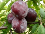 Răsaduri de prune - grădinar cu pomi fructiferi 64 - răsaduri de pomi fructiferi și ornamentali și arbuști
