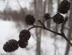 Colecție de plante medicinale în colectarea de iarnă de muguri de mesteacan pin asamblare de iarnă de conuri de arin, birendeyka