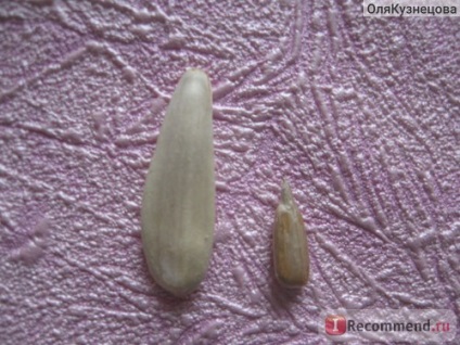 Semințe civi albă turcă - 