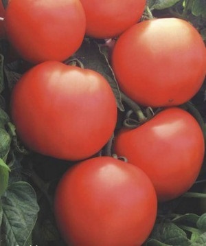 Semințele de tomate ale debutului determinant f1 (debutul f1)