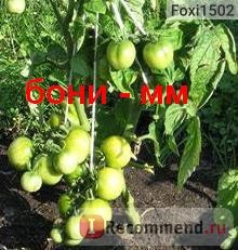 Semințe de oase gavrish tomate mm - 