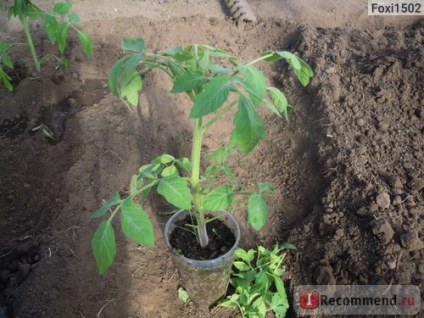 Semințe de oase gavrish tomate mm - 