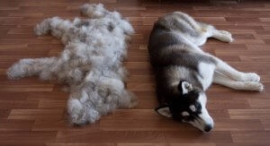 Siberian Husky rasa descriere, personaj, fotografie