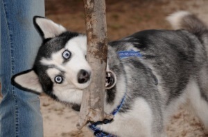 A szibériai husky fajta leírás, természetfotó