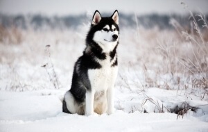 A szibériai husky fajta leírás, természetfotó