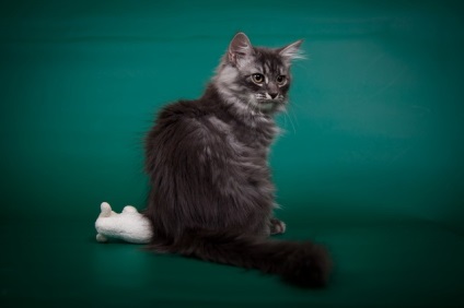 Szibériai macskák tenyésztés tapasztalat, az óvoda a szibériai macskák - valenika