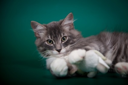 Szibériai macskák tenyésztés tapasztalat, az óvoda a szibériai macskák - valenika