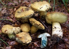 Bruză (gyroporus cyanescens)