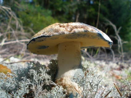 Bruză (gyroporus cyanescens)