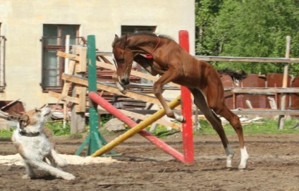 Povestea unui câine și a unui iubit cal