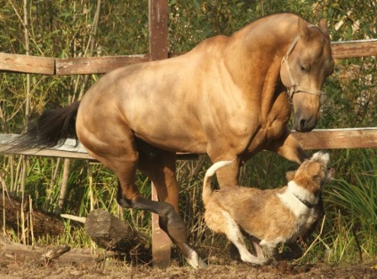 Povestea unui câine și a unui iubit cal