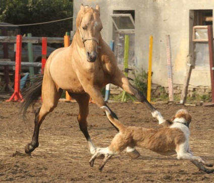 Povestea unui câine și a unui iubit cal