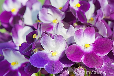 Sweet violets
