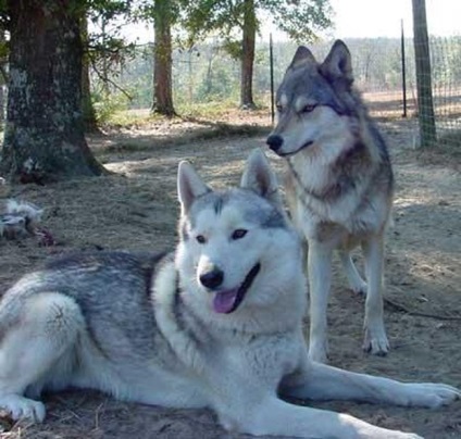 Un câine și un lup (Raisa georgievna Ivanova)