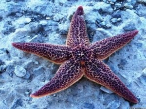 Álomértelmezés tengeri csillag egy álom, hogy mi álmok