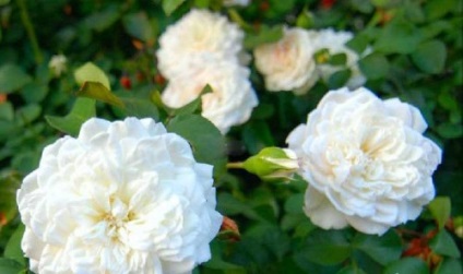fajta rózsa virágzik egész nyáron, képek és tippek, ültetési kert