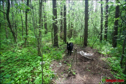 Voi găsi o salvare! Ciobanescul era legat de un copac și aruncat în pădure