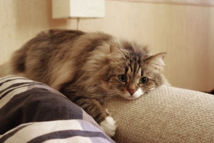 Különösen tulajdonosai macskák vagy kutyák, megmutatom, hogyan kell kiválasztani a szövet a kanapé, amely