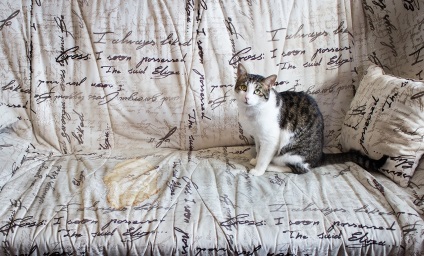 Különösen tulajdonosai macskák vagy kutyák, megmutatom, hogyan kell kiválasztani a szövet a kanapé, amely