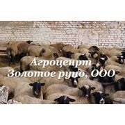 Sheep kanadai olibs Romanov fajta Ukrajna exportálja Cserkasziban (juh) -