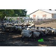 Animale de oaie canadiene Romanov rasă în Ucraina export în cherkassy (turmă de oi) -