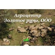 Animale de oaie canadiene Romanov rasă în Ucraina export în cherkassy (turmă de oi) -