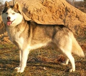 Husky Standard