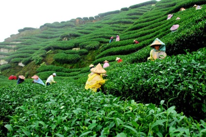 Liderii lumii în creșterea ceaiului, vivareit