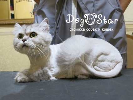 Îngrijirea pisicilor în pisicile de îngrijire a animalelor de companie, fără anestezie, pieptene și cum se forțează în cabină