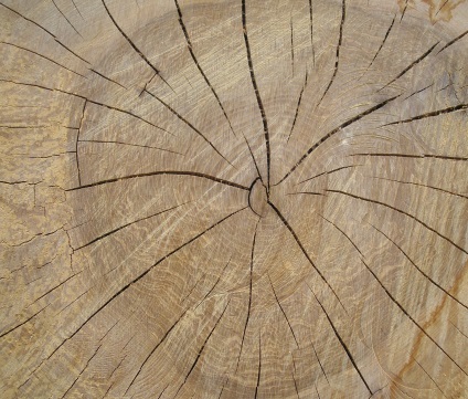 A szerkezet a faanyag tulajdonságait a fa