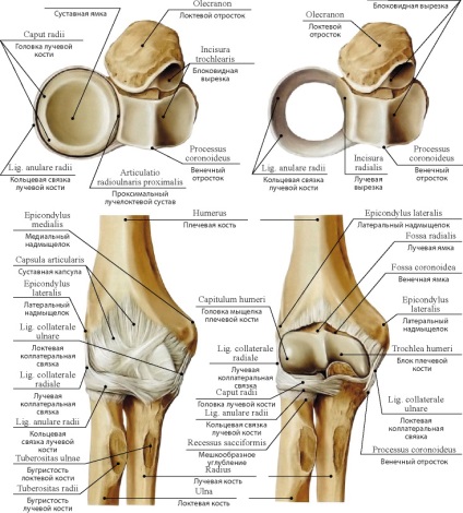 Structura centurii umărului ligamentului, oaselor și articulațiilor membrelor superioare ale omului