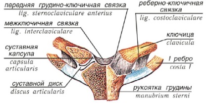 Structura centurii umărului ligamentului, oaselor și articulațiilor membrelor superioare ale omului